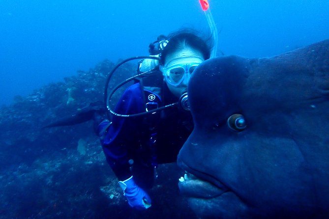 Lets Enjoy Scuba Diving in Izu Oceanic Park Izu Peninsula for Certificate Diver - Sum Up
