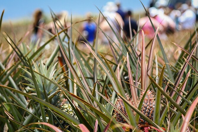 Maui Pineapple Farm Tour in Haliimaile - Sum Up