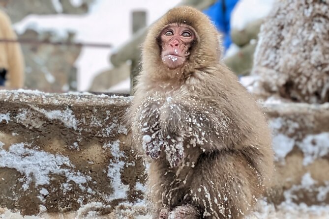 Nagano Snow Monkey 1 Day Tour With Beef Sukiyaki Lunch From Tokyo - Common questions