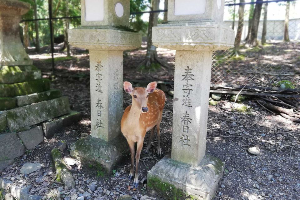 Nara: Half-Day UNESCO Heritage & Local Culture Walking Tour - Sum Up