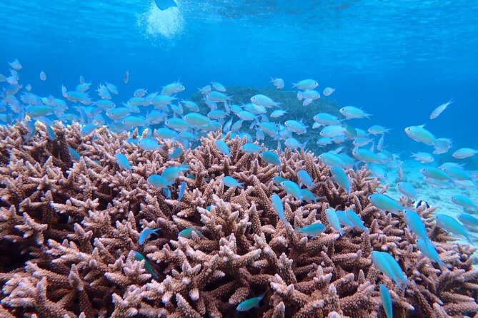 [Okinawa Miyako] Swim in the Shining Sea! Sea Turtle Snorkeling - Sum Up