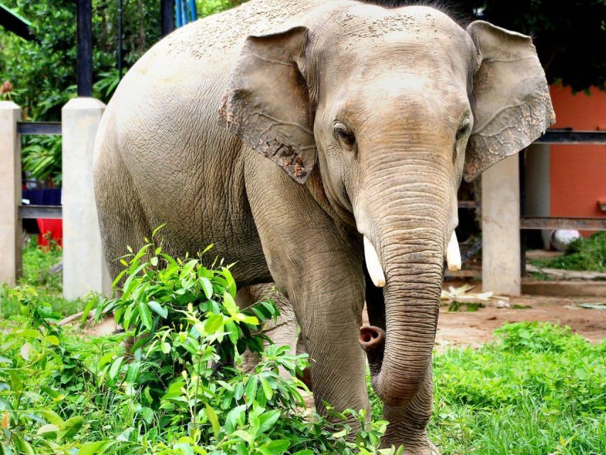 Phnom Tamao Wildlife Center, Buddha Kiri Cambodia Day Tour - Common questions