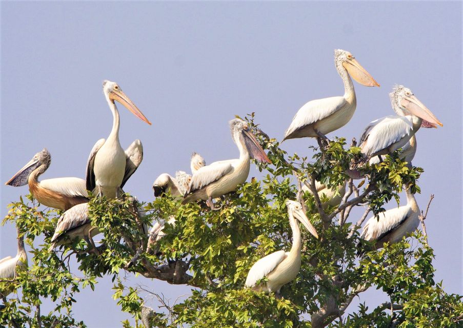 Prek Toal Birds Sanctuary & Floating Village Private Tour - Things to Do in Siem Reap