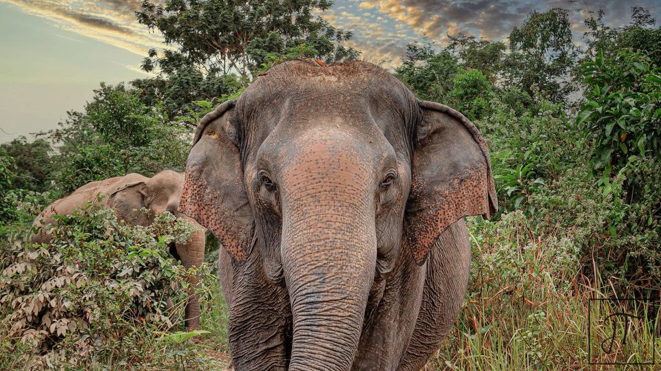 Siem Reap: Kulen Elephant Forest & Tonlesap Lake - Local Cultural Insights