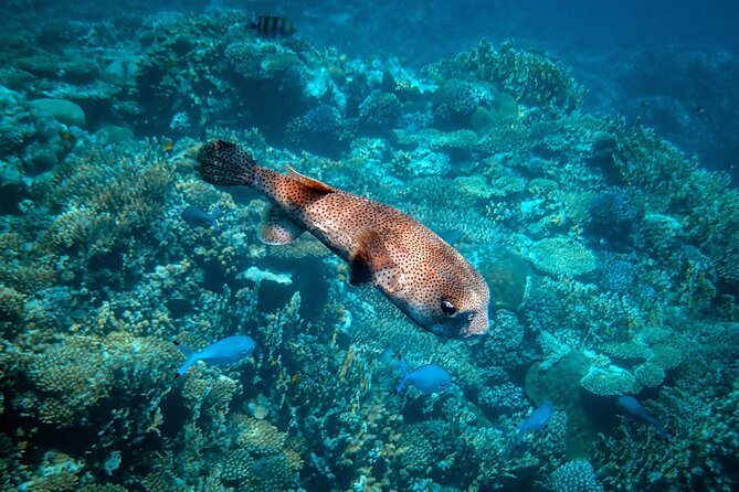 Turtle Town Snorkel With Photo and Video - Sum Up