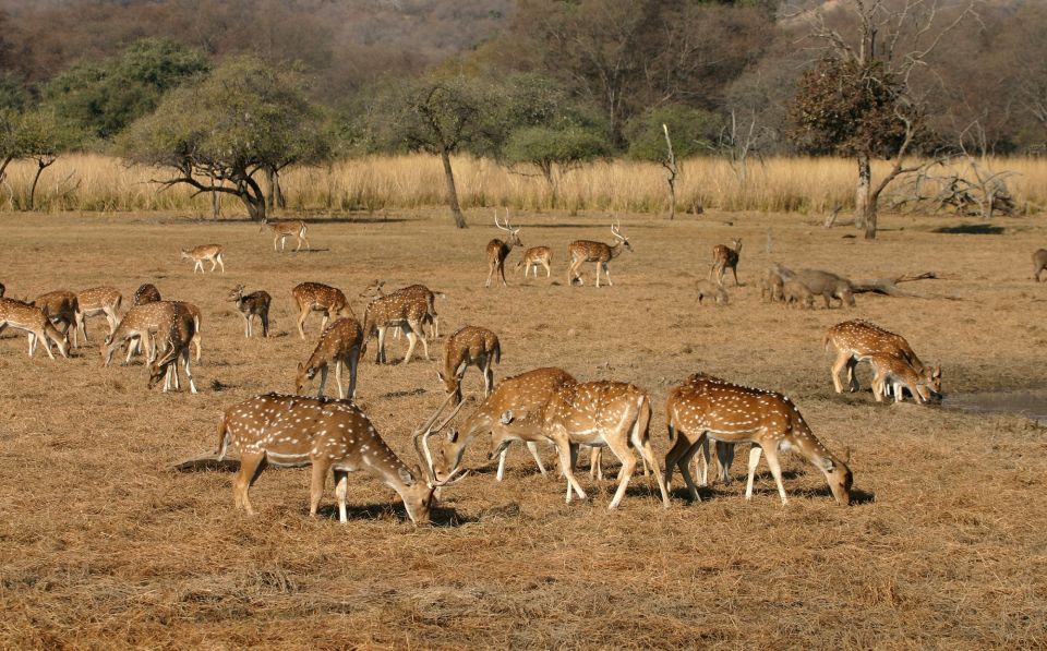 8 - Days Golden Triangle Tour With Ranthambore Tiger Safari - Overall Tour Description and Highlights