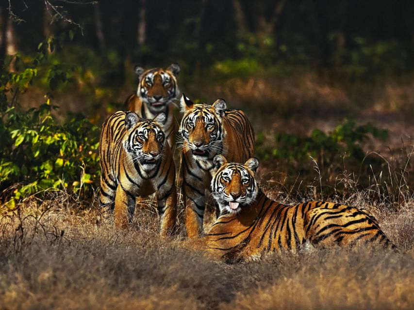Golden Triangle Tour With Ranthambore by Car 6 Nights 7 Days - Last Words