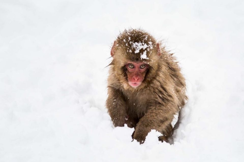 Nagano: Snow Monkeys, Zenkoji Temple & Sake Day Trip - Common questions