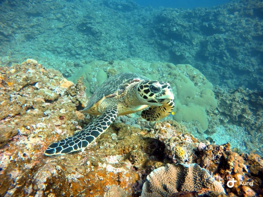 Naha, Okinawa: Kerama Islands Full-Day Intro-Diving Trip - Sum Up