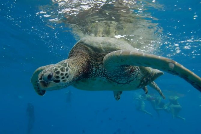 Turtle Snorkeling Adventure in Waikiki (Boat Tour) - Common questions