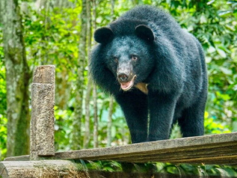 A 10-Day Ethical Animals Tour of Cambodia