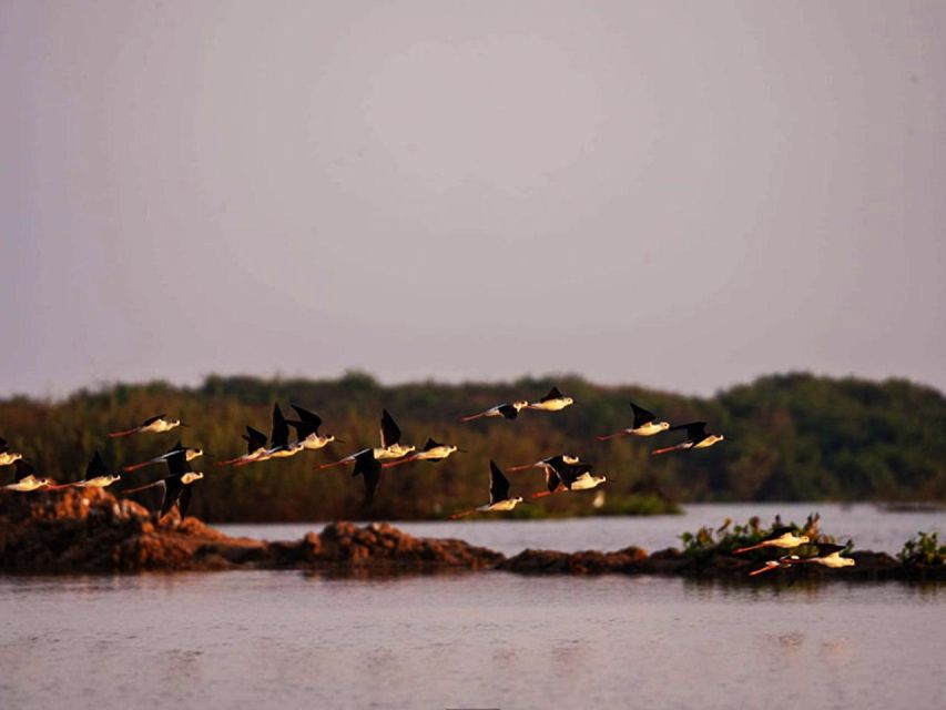 Boeng Peariang Bird Sanctuary in Siem Reap - Just The Basics