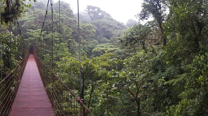 Canopy Tour Plus Walk in Monteverde Cloud Forest - Just The Basics