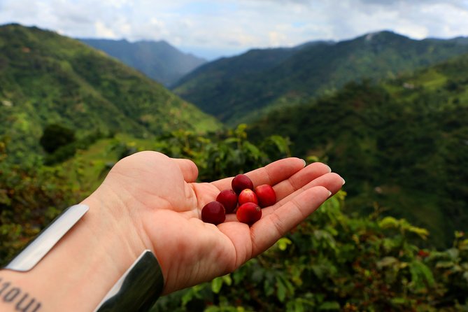 Coffee Night Plan 2D/1N -2H to Medellin-Real Coffee Experience! - Just The Basics