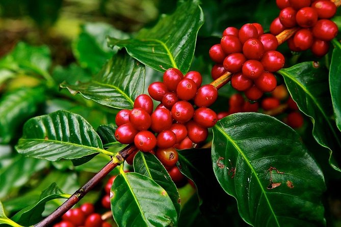 Coffee Plantation and Antigua Combo - Just The Basics
