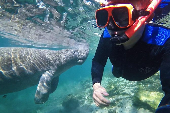 Crystal River Guided Swim With the Manatees - Key Points