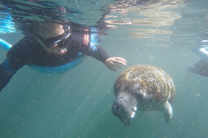 Crystal River Manatee Small-Group Snorkeling Experience - Key Points