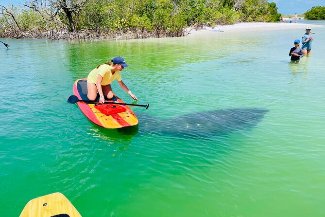 Dolphin and Manatee Adventure Tour of Fort Myers - Key Points