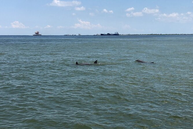 Dolphin Sightseeing Tour With Guide - Key Points