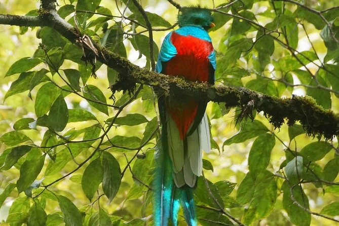 El Quetzal Birdwatching Tour From Guatemala City - Guatemalas National Bird - Just The Basics