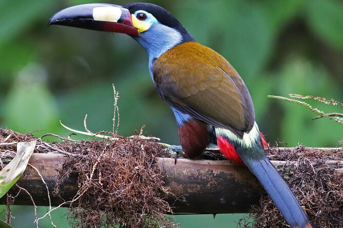 Enjoy The Beauty Of The Birds Of The Northwest - Just The Basics