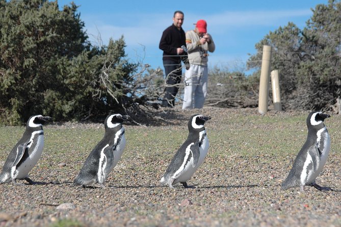 Exclusive Punta Tombo Penguin Rookery With Box Lunch and Entry Fee - Just The Basics