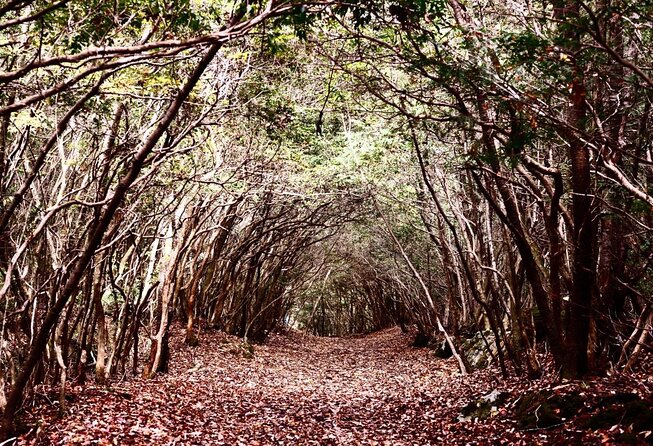 Explore Mt. Fuji Ice Cave in Aokigahara Forest - Key Points