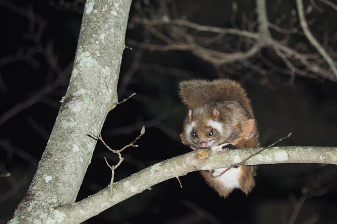 Flying Squirrel Watching Tour - Key Points