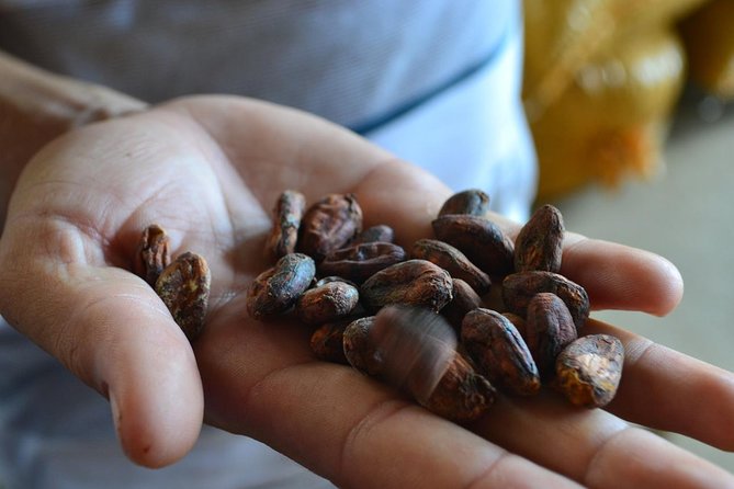 From Cacao to Chocolate: Private Tour in Manta - Just The Basics