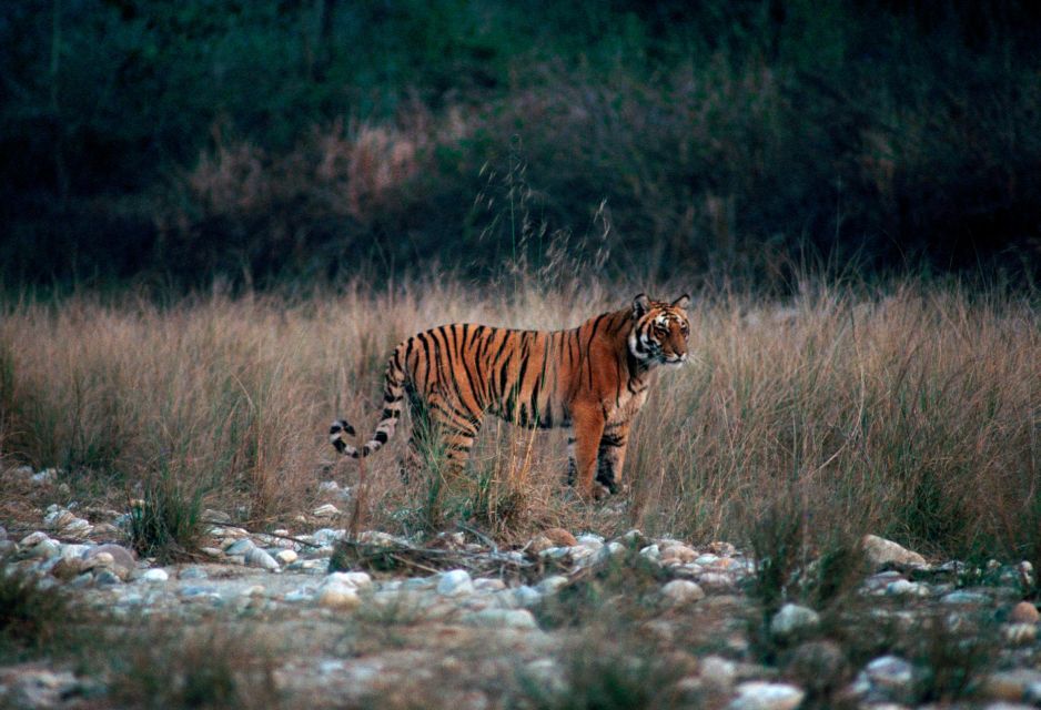 From Delhi: 3-Day Jim Corbett National Park Private Safari - Just The Basics