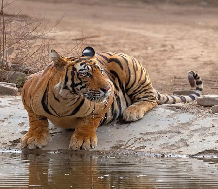 From Delhi: 4-Day Golden Triangle & Ranthambore Tiger Safari - Just The Basics