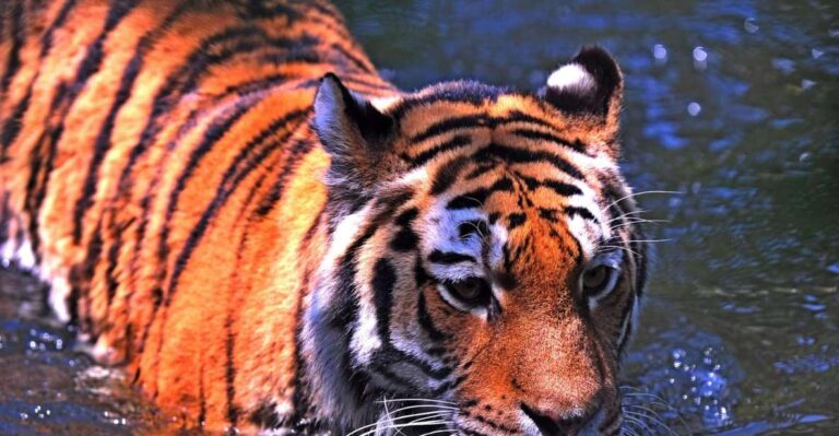 From Delhi: 5-Day Tiger Safari & Golden Triangle Tour