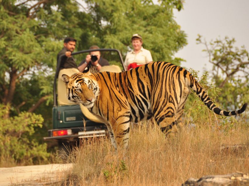 From Delhi: Agra, Jaipur With Tiger Jungle Safari - Just The Basics