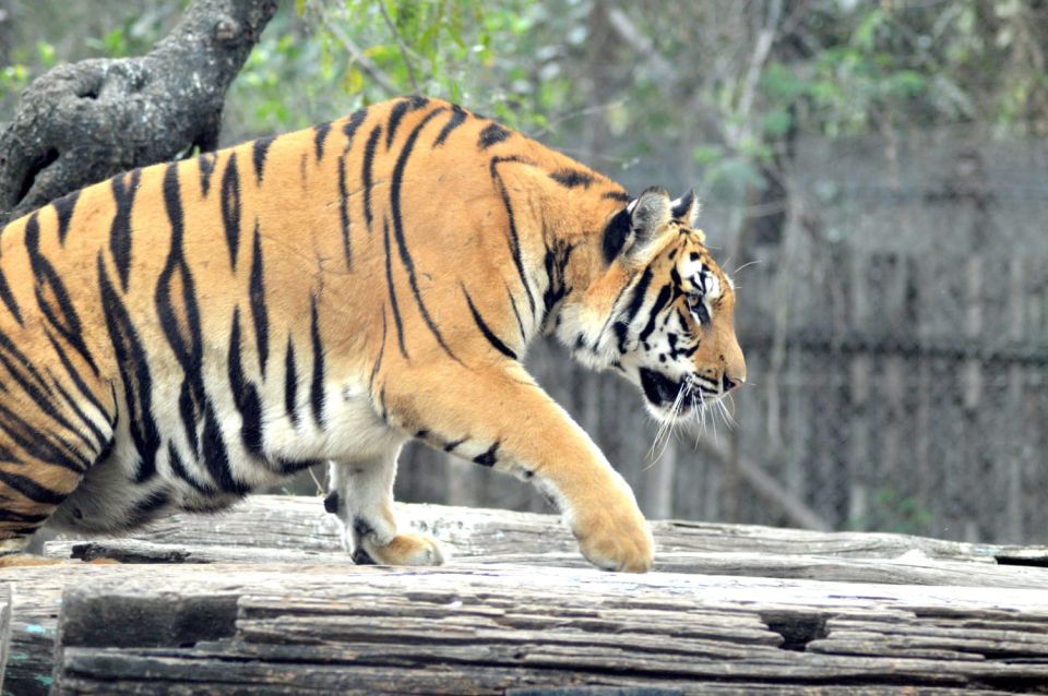 From Jaipur : 2 Days 1 Night Ranthambore Tiger Safari Tour - Just The Basics