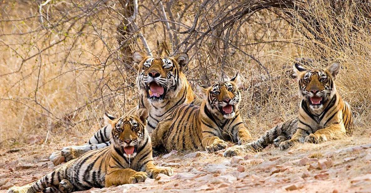From New Delhi: 5-Day Golden Triangle Trip With Ranthambore - Just The Basics
