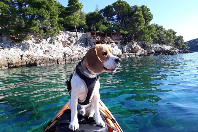 Guided Sea Kayaking Tour in Cavtat - Just The Basics