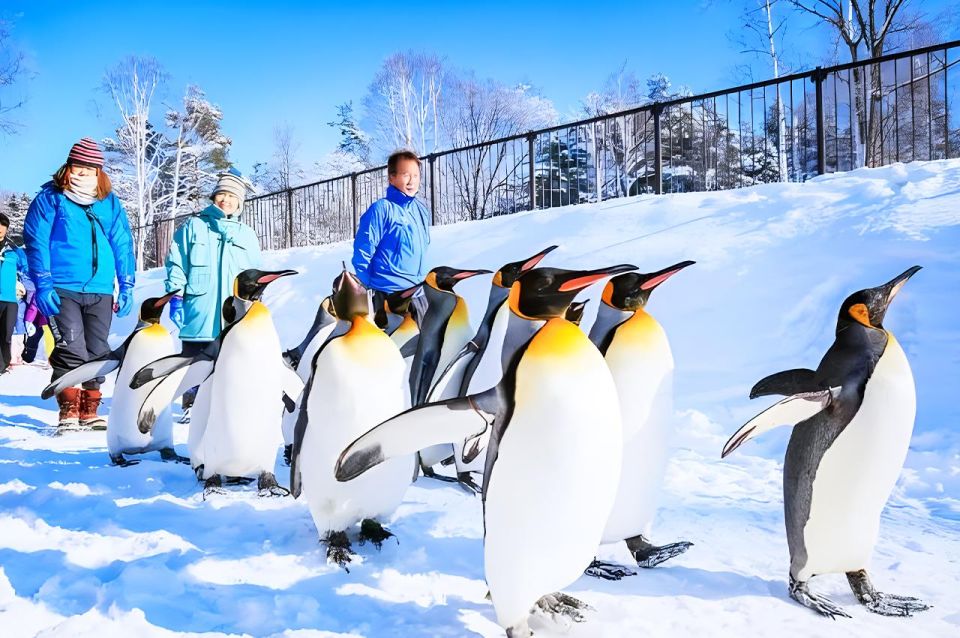 Hokkaido: Asahiyama Zoo, Furano, Beiei Blue Pond 1-Day Tour - Key Points