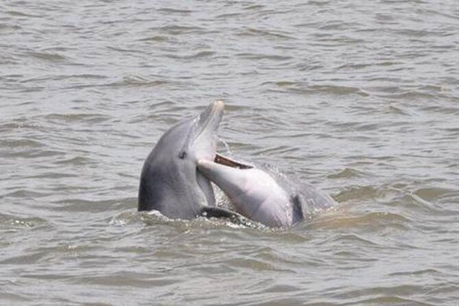 Jekyll Island Dolphin Tours - Key Points