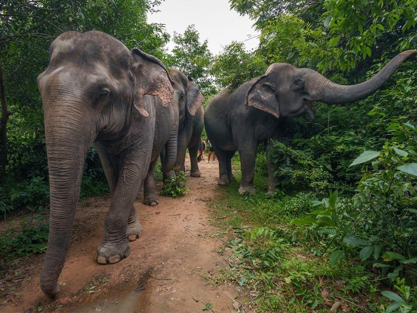 Kulen Elephant Forest Tour With Hotel Pick-Up & Drop off - Just The Basics