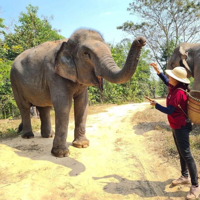 Kulen Elephant Siem Reap Forest in Small Group Tour - Just The Basics