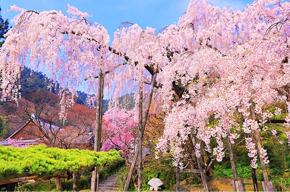 Kyoto: Cherry Blossom Highlights and Pontocho 1-Day Tour - Activity Details