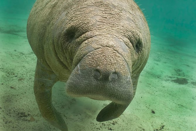Manatee Sightseeing and Wildlife Boat Tour - Key Points