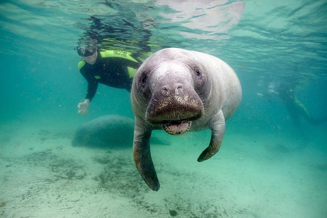 Manatee Snorkel Tour With In-Water Divemaster/Photographer - Key Points