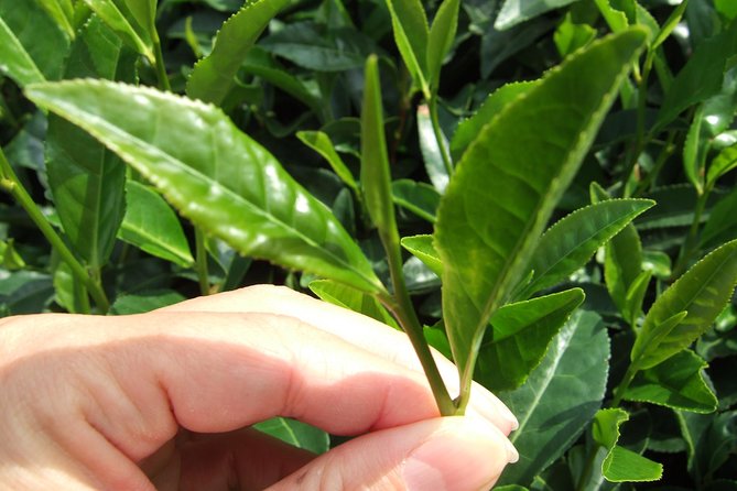 Matcha Green Tea Plantation and Matcha Factory Visit - Key Points