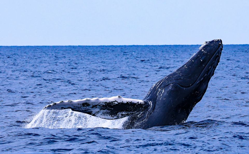 Naha, Okinawa: Kerama Islands Half-Day Whale Watching Tour - Key Points