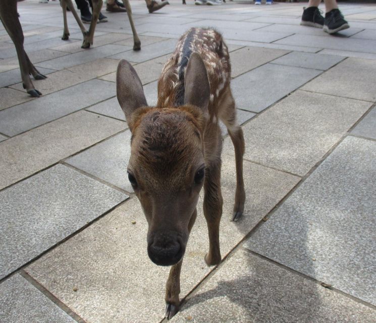 Nara: Giant Buddha, Free Deer in the Park (Italian Guide) - Key Points