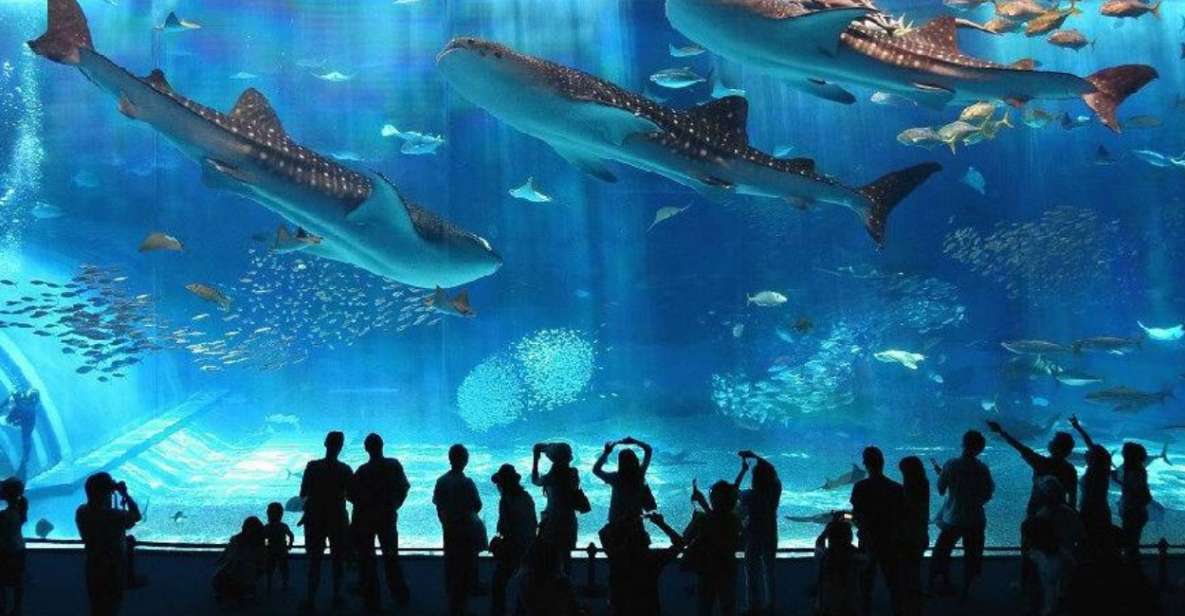 Okinawa Churaumi Aquarium Admission Ticket - Key Points
