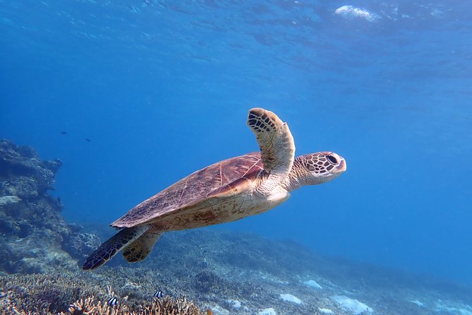 [Okinawa Miyako] Swim in the Shining Sea! Sea Turtle Snorkeling - Key Points