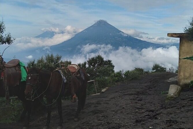 Pacaya Volcano Hike! From Puerto Quetzal