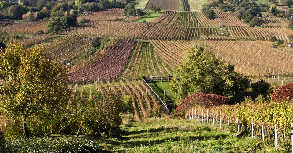 Polish Vineyards! (Chodorowa and ChruśLice Watchpoint) - Booking Details
